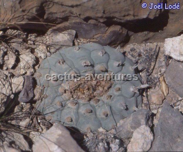 Lophophora williamsii v. texana (Texas) JL